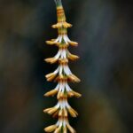 Allocasuarina verticillata (flowering)