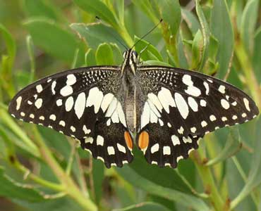 Chequered swallowtail butterfly. Pic Matt Endacott
