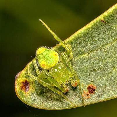 Green Lynx Spider. Pic: Cindy-Macardle