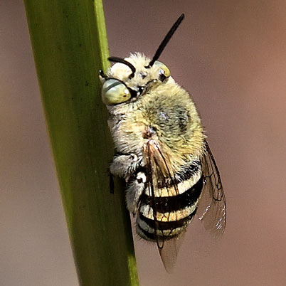 Blue banded bee. PicS.Cook