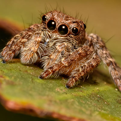 Jumping spider. Pic:Cindy Macardle