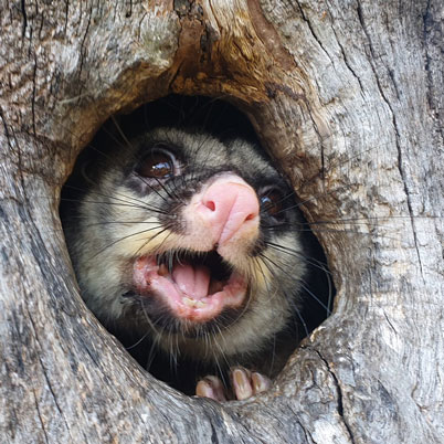Adult possum in hollow.