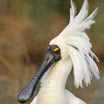 Royal Spoonbill. Pic:A.Crouch