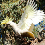 Sulphur Crested Cockatoo (Pic:P.Ellis)